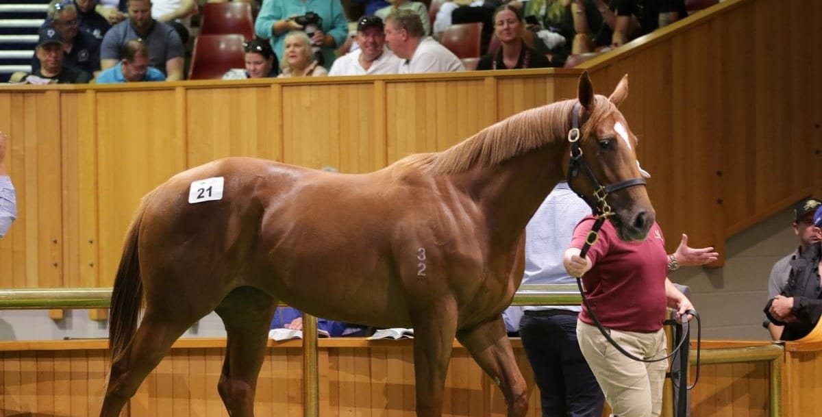 Karaka Sale Sets Record Pace As Moody Goes To 1 6 Million For Prowess   Lot 21 Ring 8934 1 