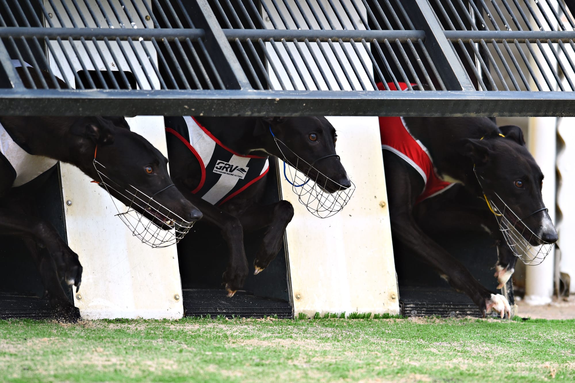 Greyhound racing