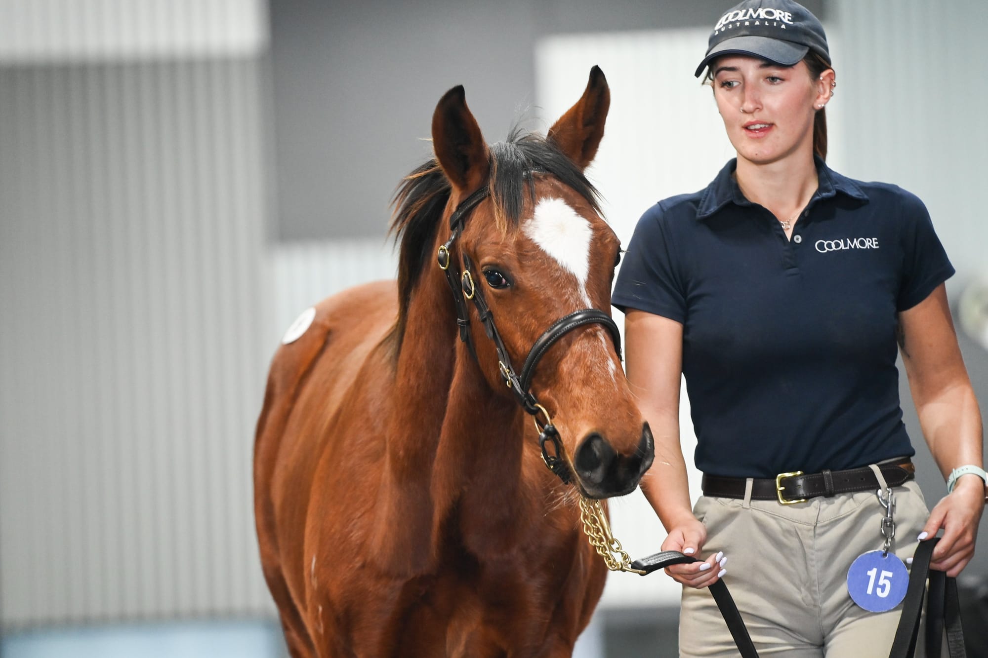 Lot 15, the Frankel colt from Coolmore