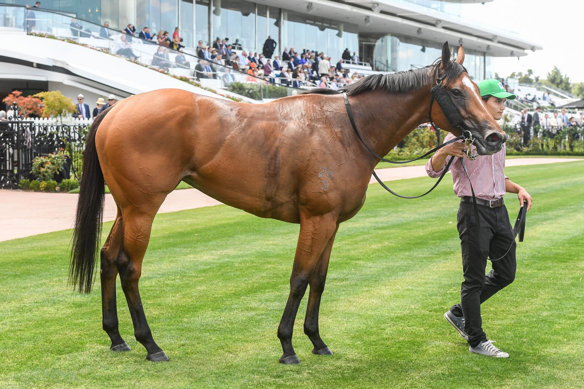 Wolombi is now a two-time stakes winner