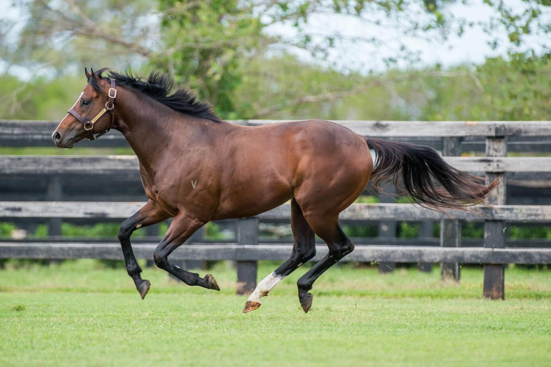 Newgate's Russian Revolution has so far sired 112 winners this season. (Photo: Sharon Chapman/Newgate)