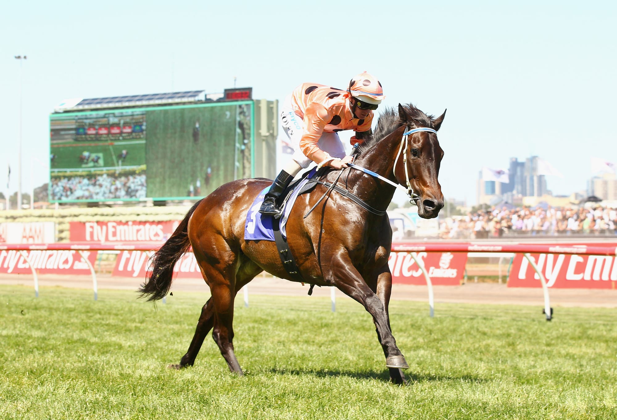 Black Caviar