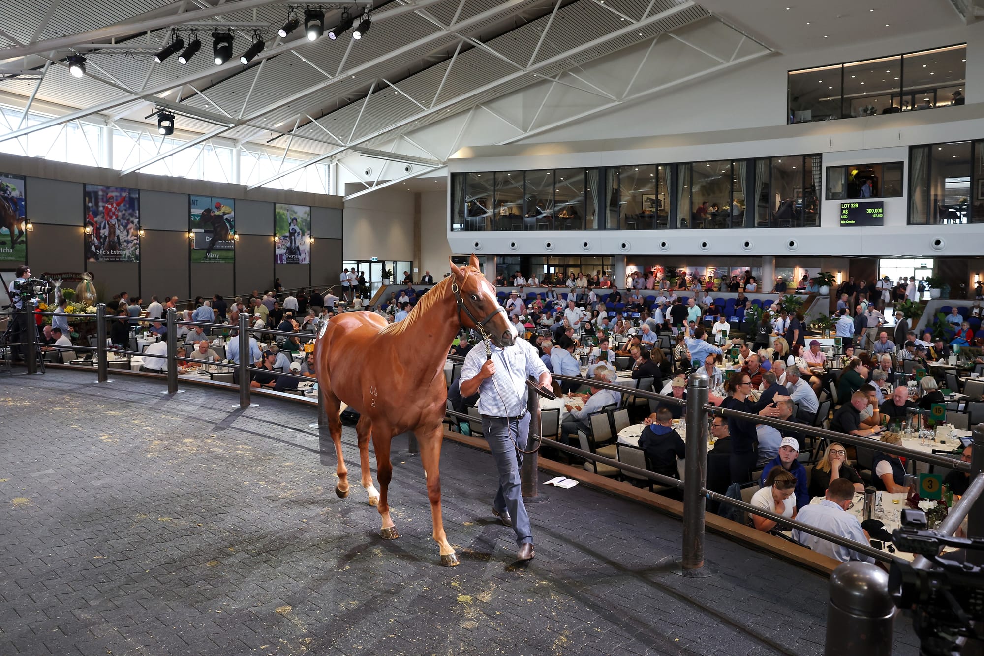 Australian Easter Yearling Sale.