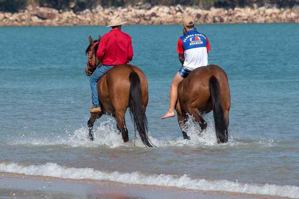 Swimming horses in the harbour at Darwin