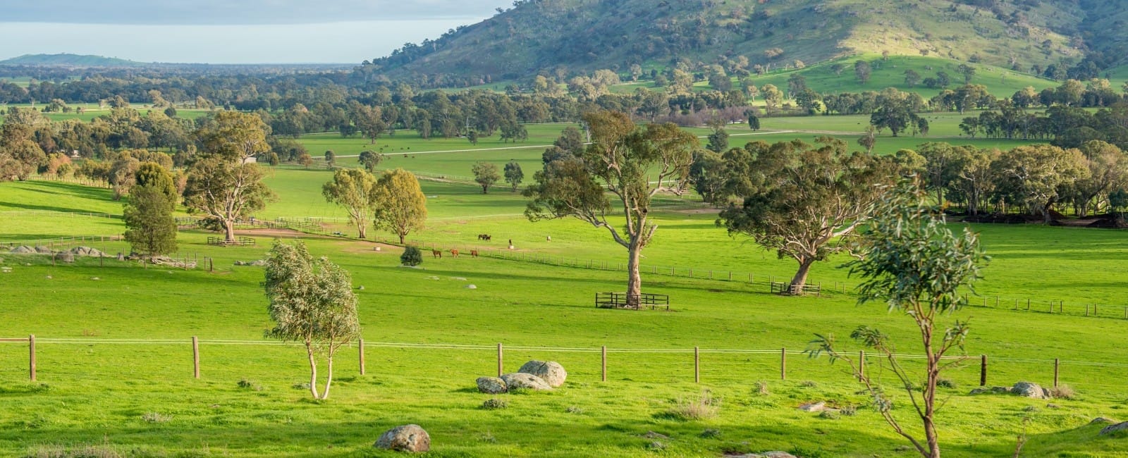 Blue Gum Farm