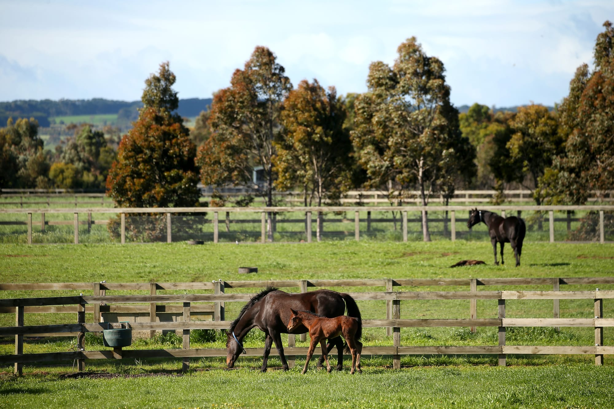 Mare and foal