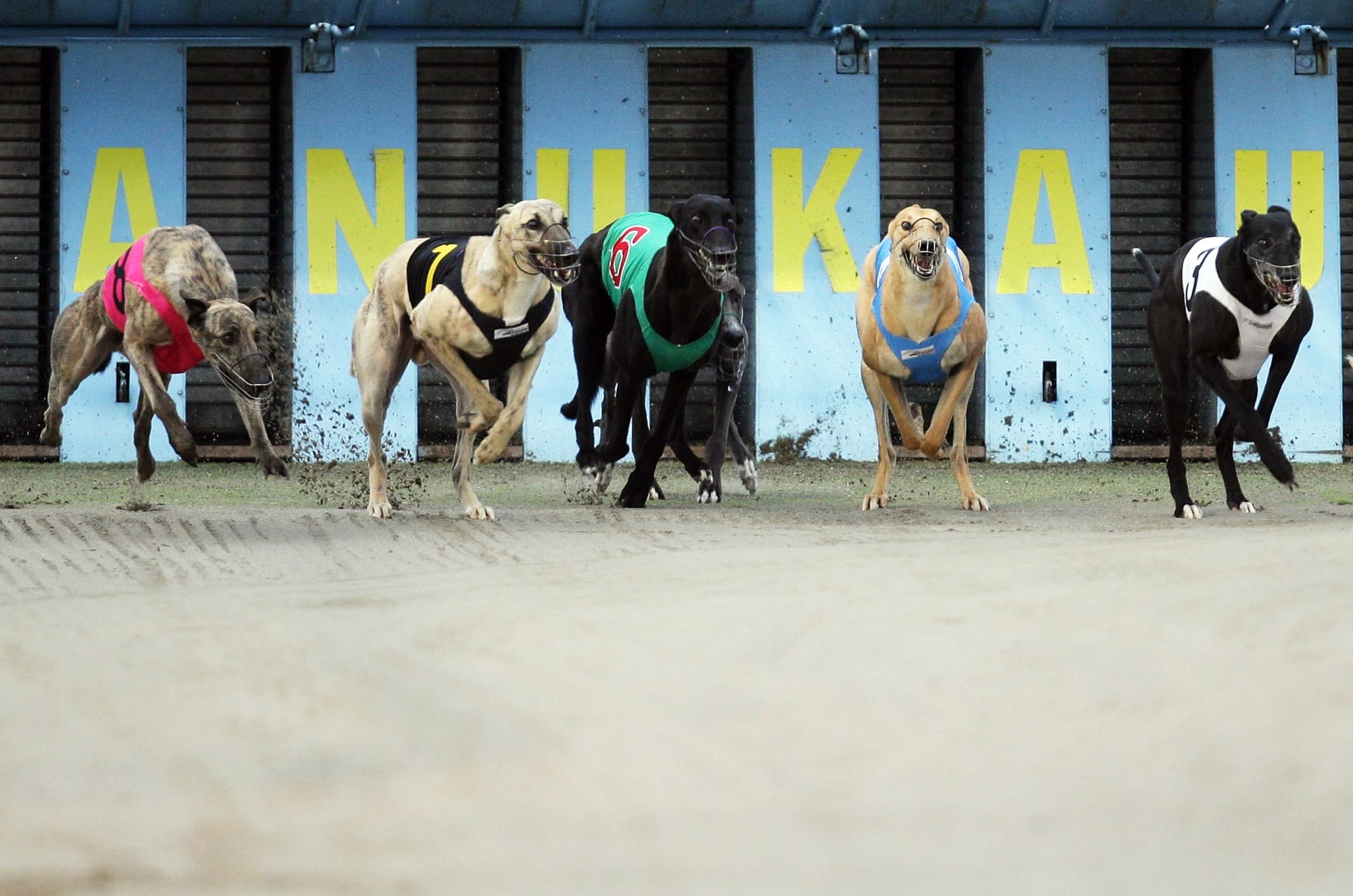 Greyhound racing will be banned in New Zealand from mid-2026. 