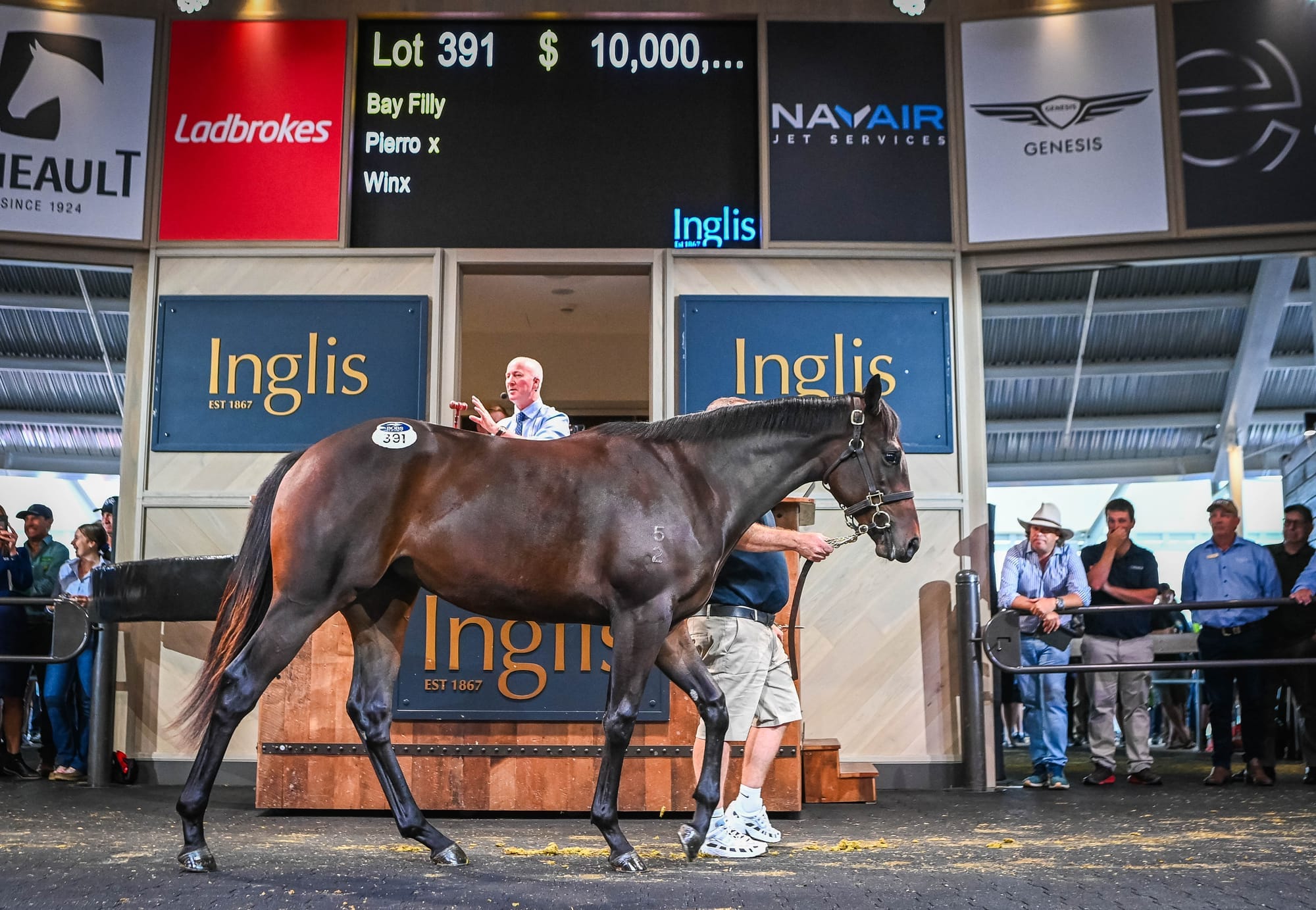 Pierro filly out of Winx