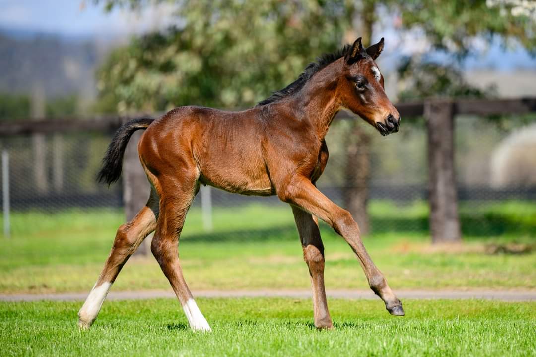 Jacquinot colt