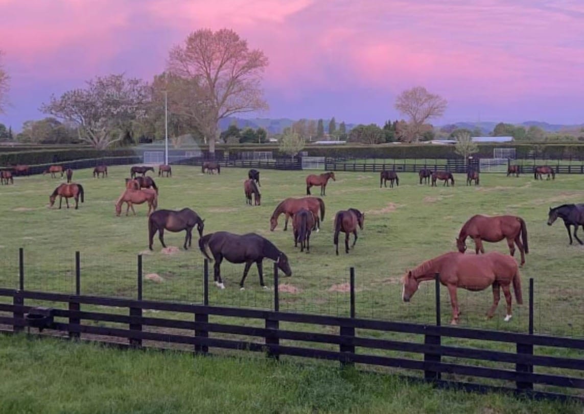 Cambridge Stud