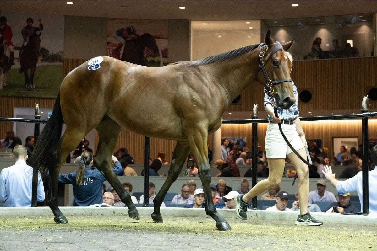  Snitzel filly 