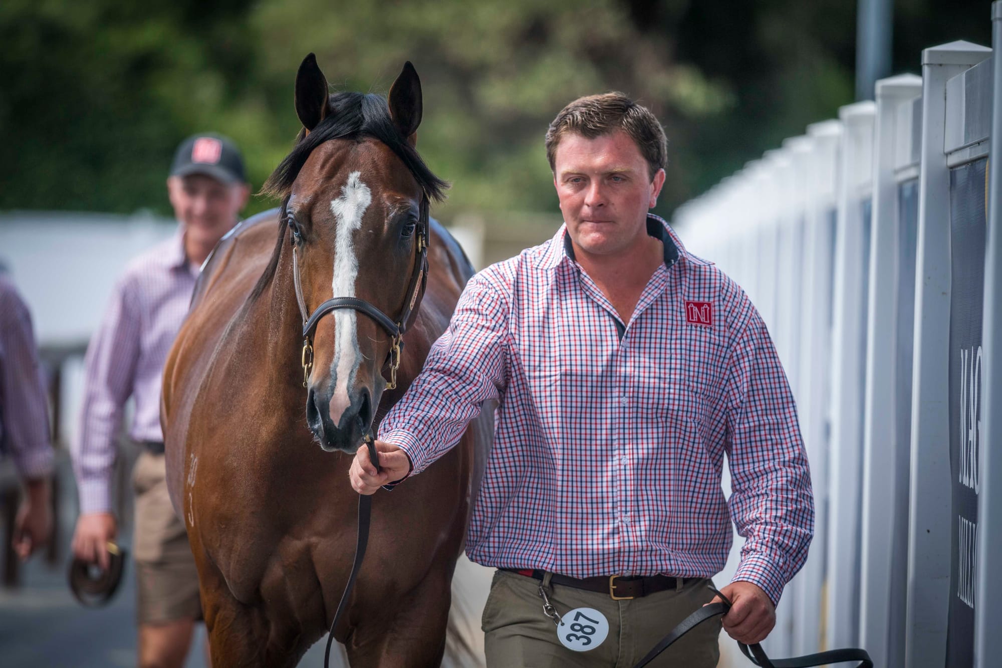 A $1.7 million yearling by Snitzel