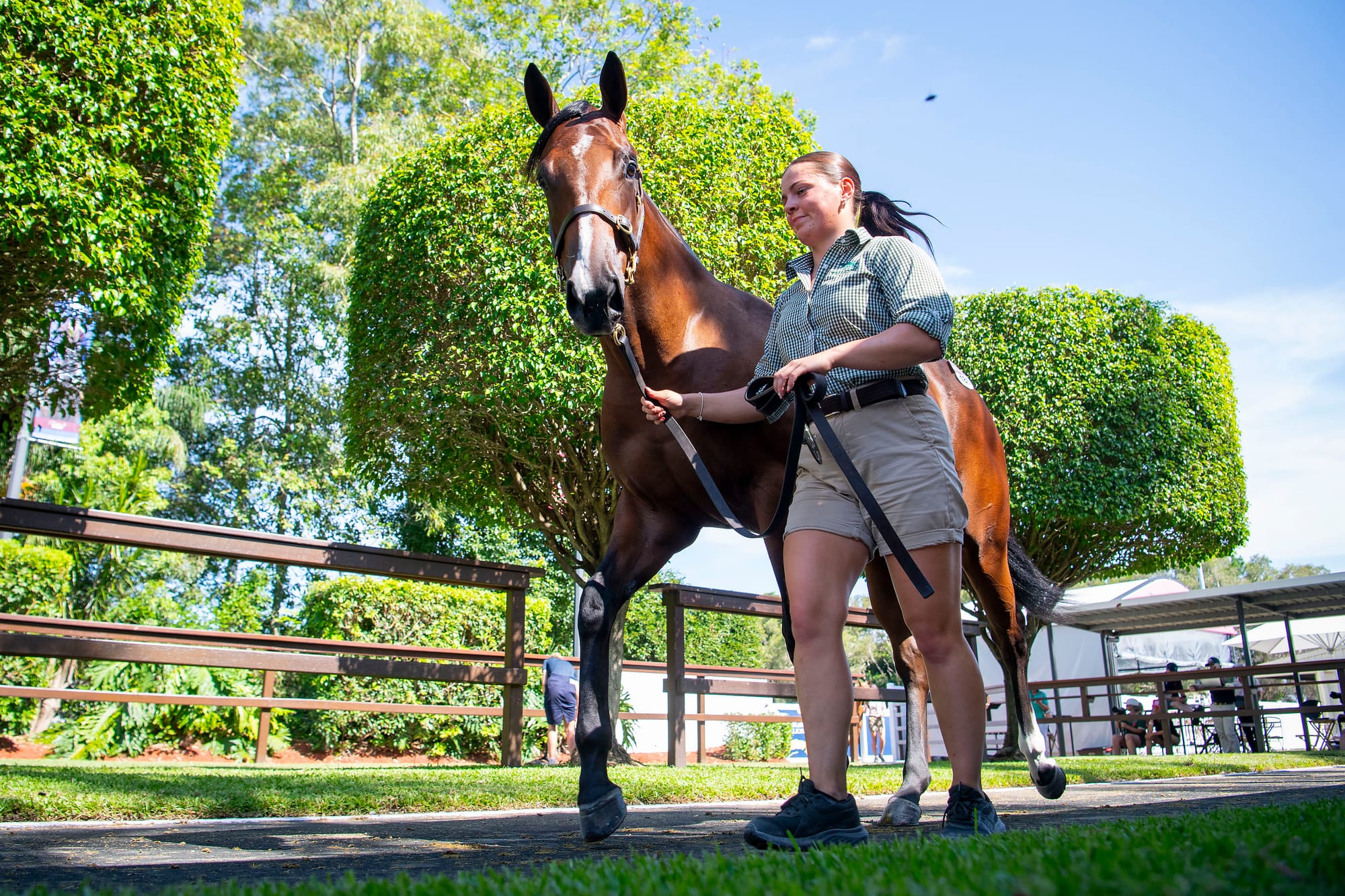 Magic Millions