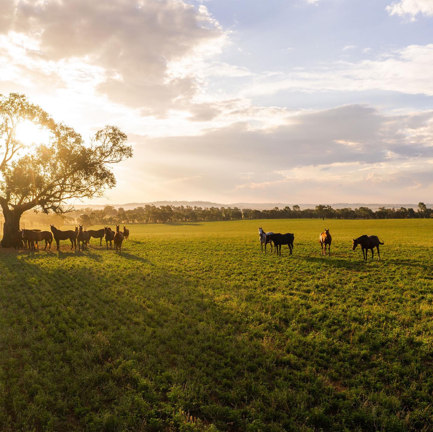 Kooringal Stud