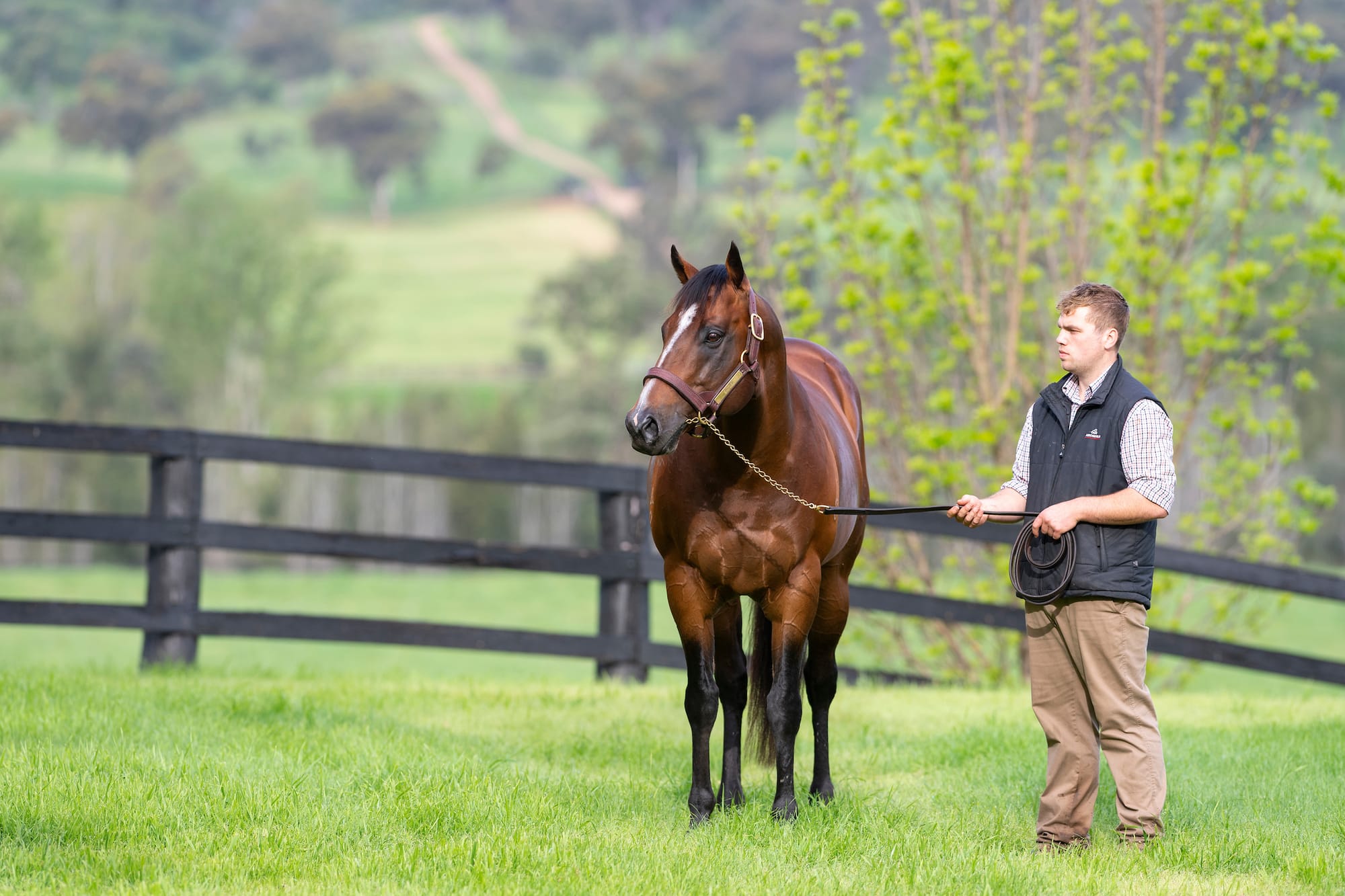 Snitzel 