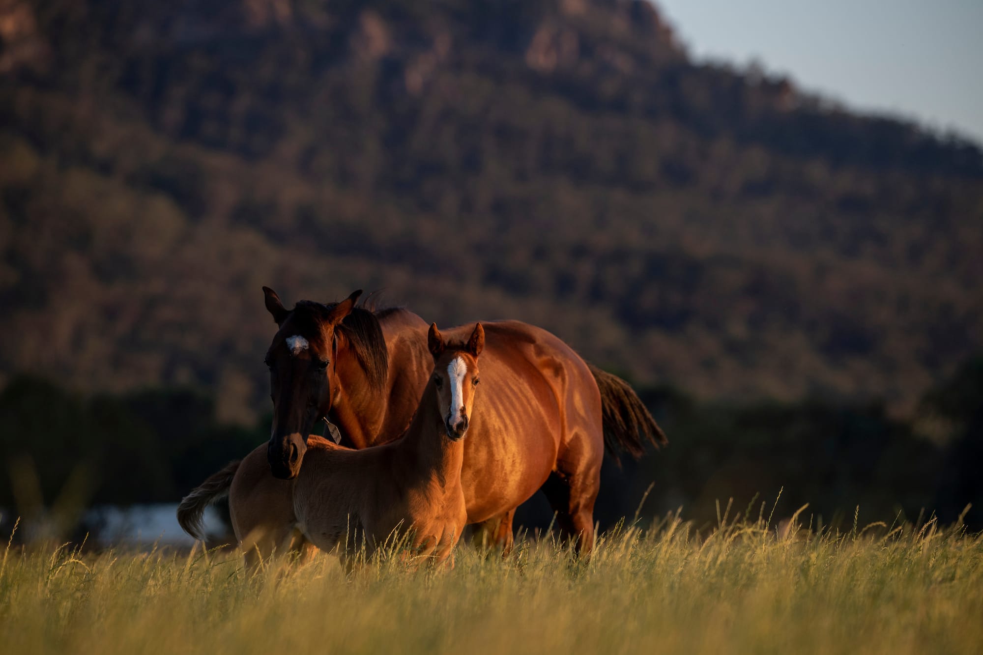 Foal