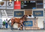 I Am Invincible filly tops first day of Inglis Australian Weanling Sale