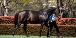 Too Darn valuable - Darley's Hot young stallion won’t shuttle in 2024