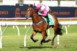 Wanaruah ride - Fernrigg on new adventure with exciting Snitzel colt