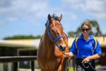 First Settler relation an early litmus test for Magic Millions Horses In Training Sale