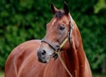 Global star Elvstroem dies in France aged 24