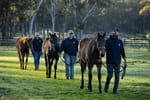 B2B gets back to basics, outsourcing breeding arm to focus on racing