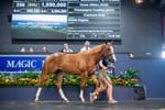 Champagne moment - Home Affairs filly sells to Waterhouse and Bott for $1.05 million