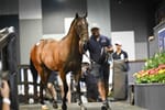 International Investment peaks as global powers chase Australian yearlings