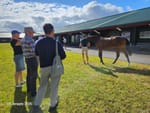 Matching AI with old-school knowledge - uni researchers using computers to help assess racehorses