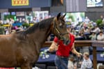 Yeppoon breeders’ family affair - $170,000 Spirit Of Boom filly tops opening Magic Millions session