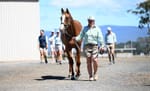 Straight Shorts - Monday February 24 - Tasmanian yearling sale struggles for traction, Moncur appointed to key Entain role, Cambridge Stud picks slot runner