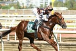 Straight Shorts - Friday February 28 - Southport Tycoon  at Widden Victoria, Chairman's sale takes shape, vet test for Ceolwulf, Gerard's tribute to Mike Moroney, Black Opal bonus