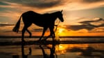 ‘Giving the horse a voice’ – RA backs landmark lameness biomarker study