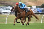 The Kiwi chasing a Quokka in the race for Perth’s richest turf prize