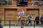 Weanlings the sole focus of Inglis' Great Southern