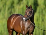 Straight Shorts - Friday May 23 - Ole Kirk share goes to auction, Isti's Magic moment, Storm Boy in Ireland debut, D'Argento fee unchanged, key racing staff appointments