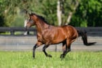 Arrowfield announces death of champion stallion Snitzel