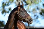 200 up for I Am Invincible - well-bred filly delivers for Yarraman’s champion sire