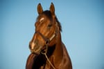 Deep Field’s legacy rolls on with Hong Kong record
