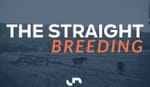 Talented Snitzel mare Vienna Princess added to Magic Millions Virtual Sale