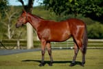 Amo fires on record final day at Arqana as Godolphin lights up Deauville sales ring