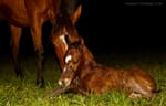 Ozzmosis' first foal welcomed at Alma Vale