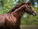 Champion stallion Written Tycoon sires 1000th winner