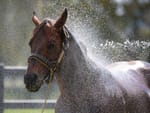 Final 2024/25 Australian Sires Tables