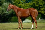 Baker's French foray nets half-brother to Arapaho