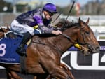 Caulfield Guineas winner’s home in welfare spotlight