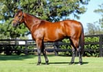 Deep Field dispute - insurer yet to pay out on prematurely pensioned stallion