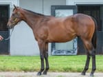 Aussie mares represented at Keeneland Yearling Sale