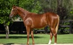 Taking Flight - Frankel’s largest southern hemisphere crop to date ready to make their mark