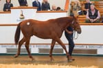 Godolphin rules Tattersalls opening with A$7.9 million Sea The Stars colt